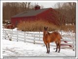 equine study in winterby andy
