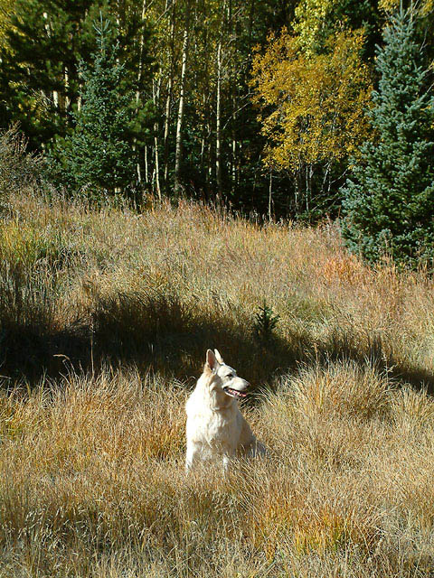 Off Leash by Mark Hayes