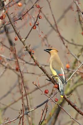 Cedar Waxwing