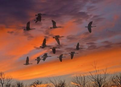 Sunset Migration  (Composite)
