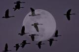 Migrating Geese  (Composite)