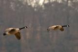 Goose Landing