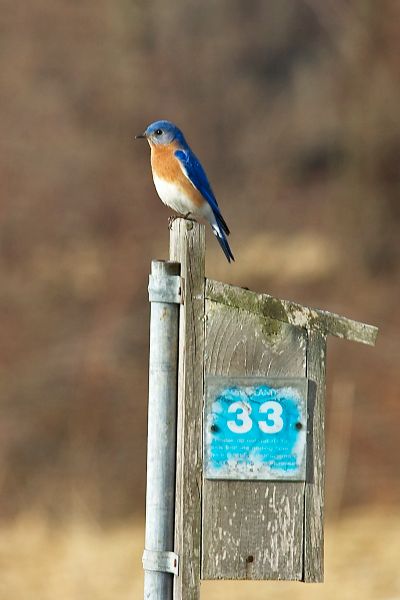 Bluebird on Nest Box