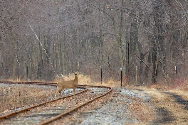 Deer Tracks