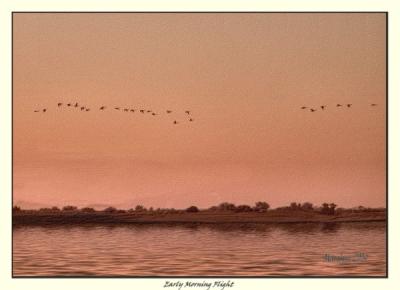 early morning flight of ducks