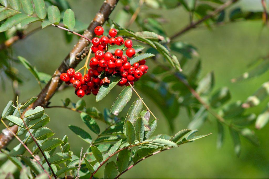 Berries closeup