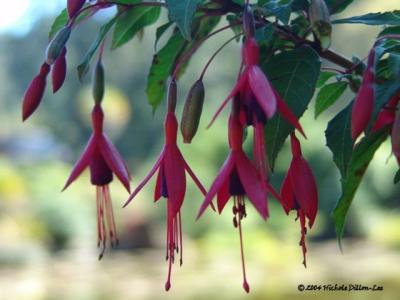 Fuchsias