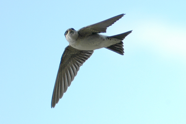 House martin