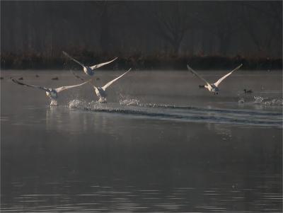 Swans Take Flight