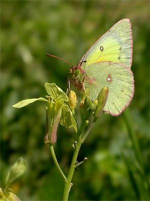 cloudedsulphur