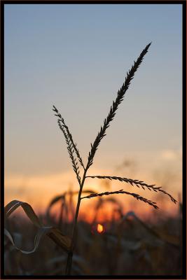Sunset and Corn