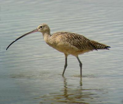 u41/noreaster/medium/26686827.LongbilledCurlew3.jpg