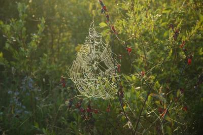 Spider web01