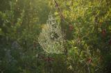 Spider web01