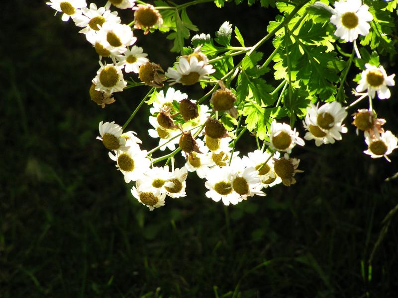 Pict0027.jpg