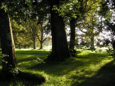 6th September, shady trees