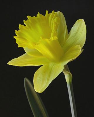 FirstDaffodil.jpg