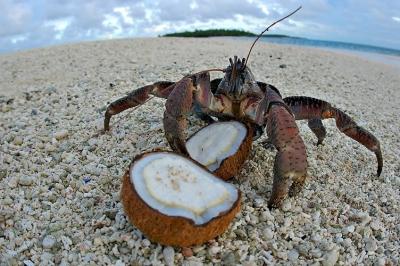 DSC_0166CCCrabFxSh2_Sm.jpg