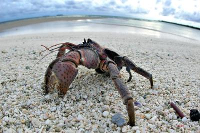 DSC_0163ccCrabFxSh2_Sm.jpg
