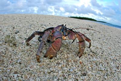 DSC_0180CcCrabFxSh2_Sm.jpg