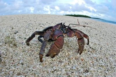 DSC_0181CcCrabFxSh2_Sm.jpg