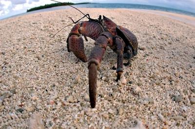 DSC_0189CcCrabFxSh2_Sm.jpg