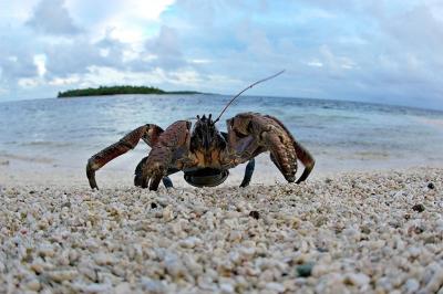 DSC_0203CcCrabFxSh2_Sm.jpg