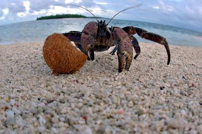 DSC_0206CcrabFxSh2_Sm.jpg
