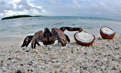 DSC_0209CcrabFxSh2_Sm.jpg