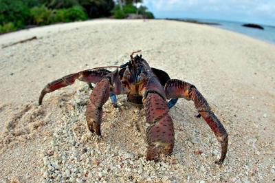DSC_0218CcCrabFxSh2_Sm.jpg