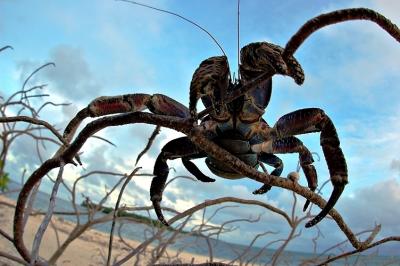 DSC_0230CcCrabFxSh2_Sm.jpg