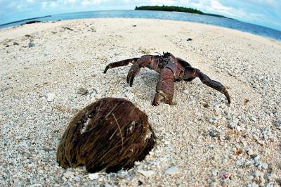 DSC_0233CcCrabFxSh2_Sm.jpg