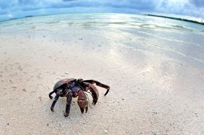 DSC_0243CcCrabFxSh2_33Pct.jpg