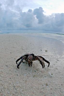DSC_0252CcCrabFxSh2_Sm.jpg