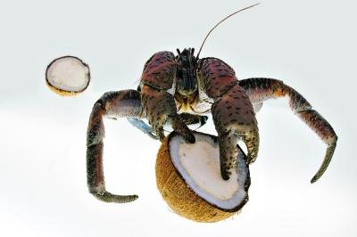DSC_0275CcCrabFxSh2_Sm.jpg