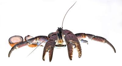 DSC_0297CcCrabFxSh2_33Pct.jpg