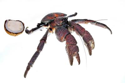 DSC_0299CcCrabFxSh2_33Pct.jpg