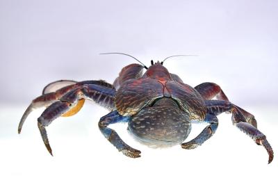 DSC_0308CcCrabFxSh2_33Pct.jpg