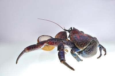 DSC_0311CcCrabFxSh2_33Pct.jpg