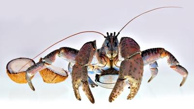 DSC_0312CcCrabFxSh2Crop_33Pct.jpg