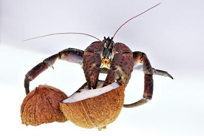 DSC_0400CcCrabFxSh2_33Pct.jpg