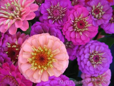 u41/nycnoise/medium/32632251.zinniaw3.jpg