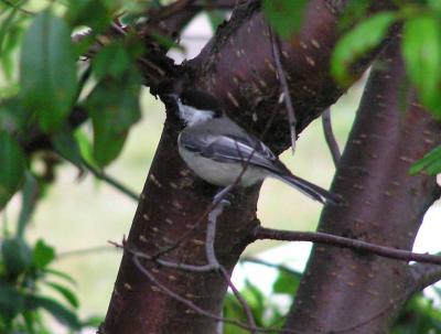 u41/ociepka/medium/33221519.BlackCappedChickadee.jpg