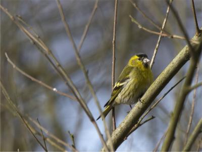 Grnsisken (Carduelis spinus)