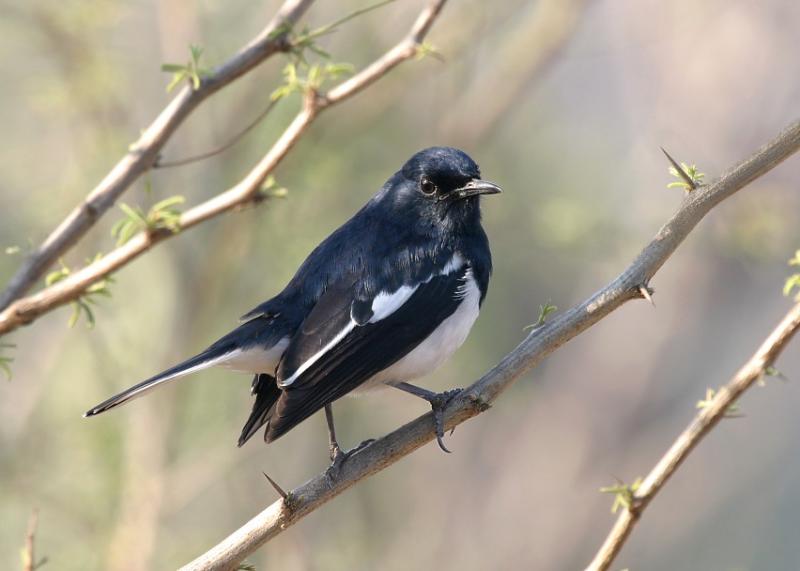 Oriental Magpie Robin.