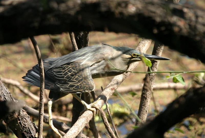 Little Heron.