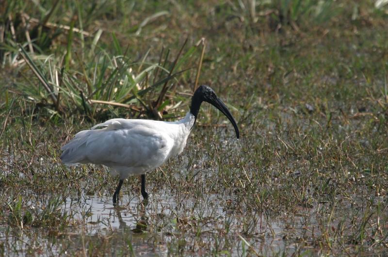 Black-headed Ibis.
