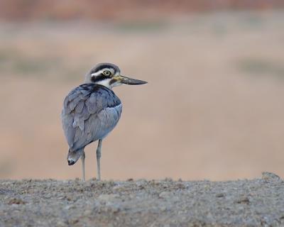 Great Thick-knee.