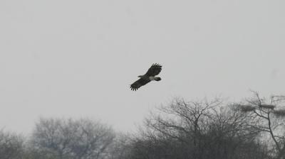 Lesser Fish Eagle.