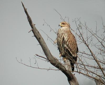 Imperial Eagle, juv.
